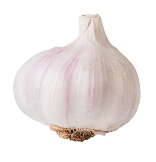 roter Knoblauch - freschi